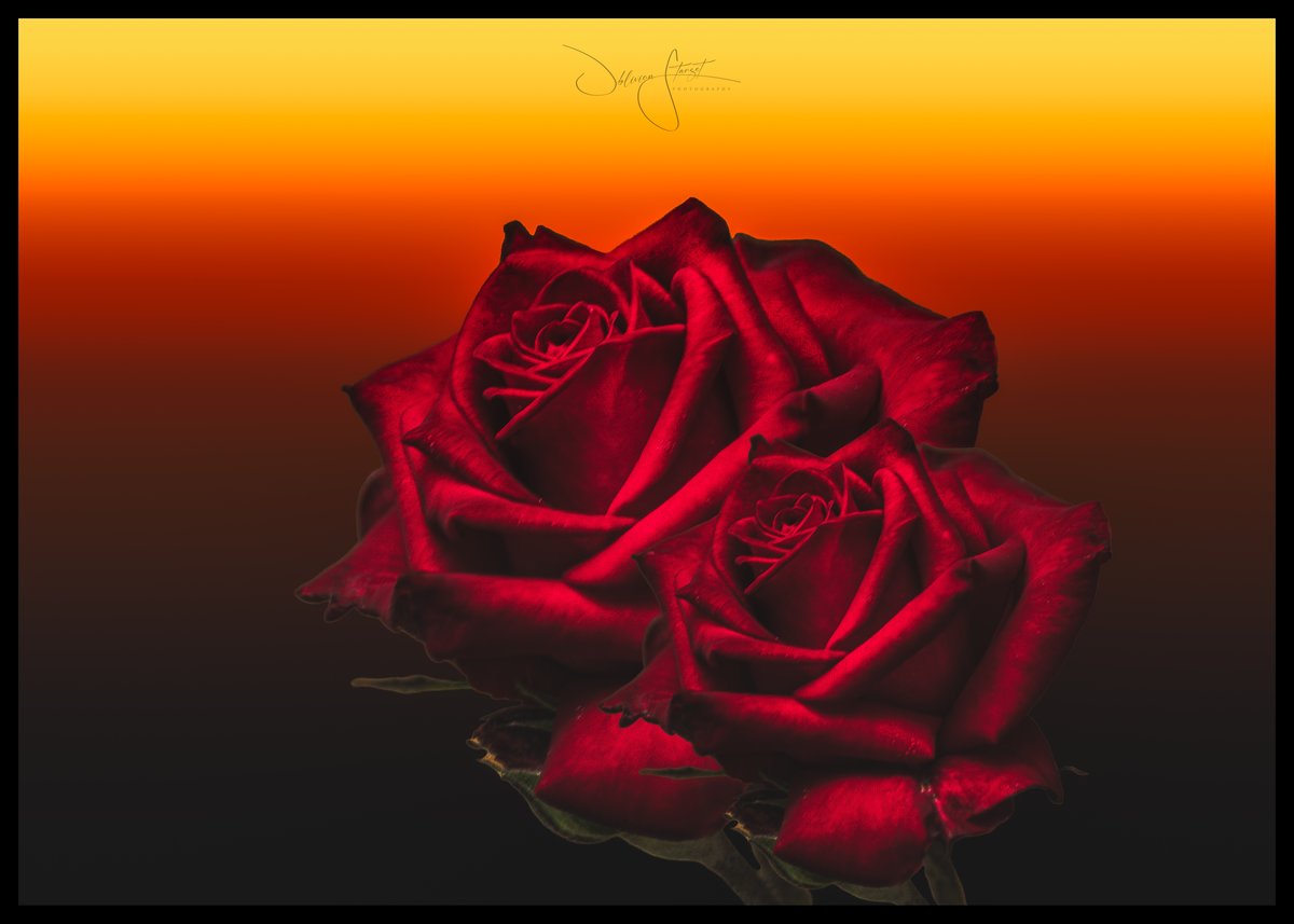 ROSES ART-2