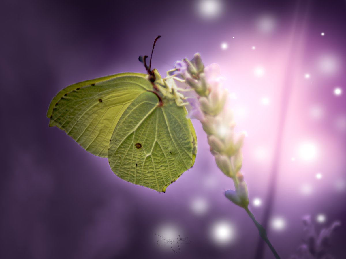 _MG_2716-Editar