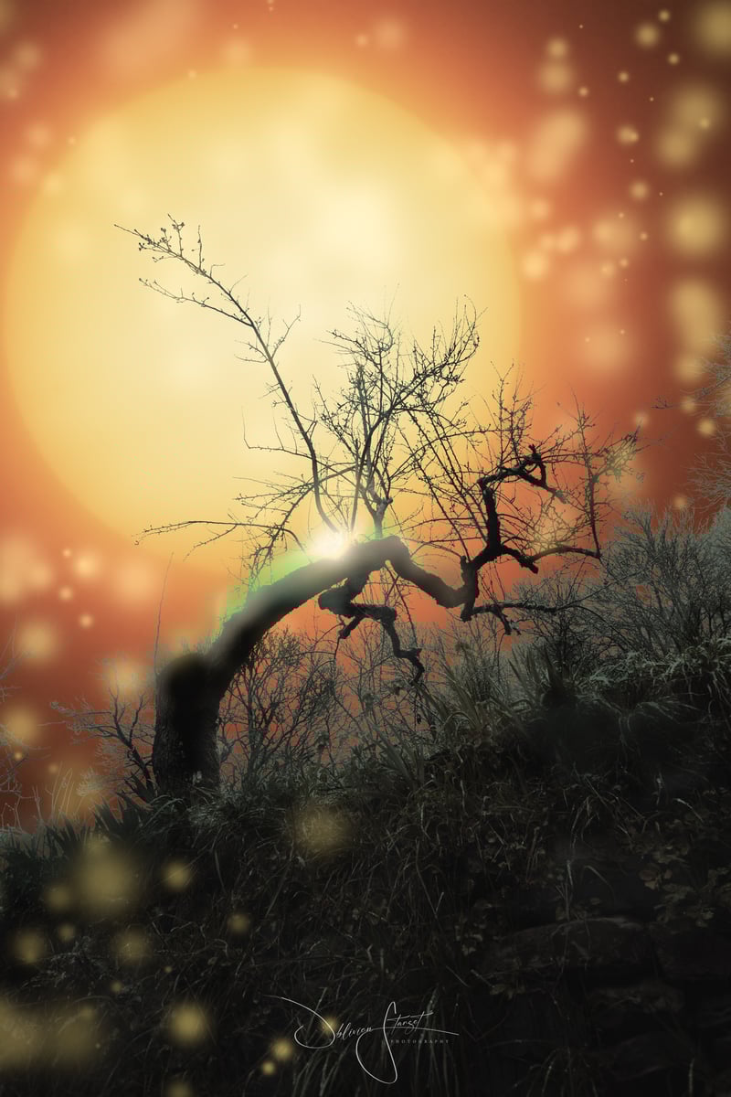 _MG_5990-Editar
